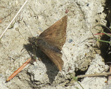 Dingy Skipper (Erynnis tages)