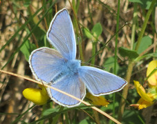 Sølvblåvinge (Polyommatus amandus)