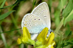 Sølvblåvinge (Polyommatus amandus)