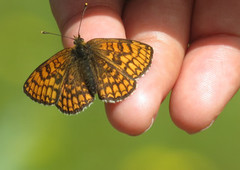 Heath Fritillary (Melitaea athalia)
