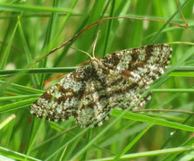 Common Heath (Ematurga atomaria)