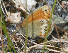 Pearly Heath (Coenonympha arcania)
