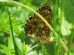Small Pearl-bordered Fritillary (Boloria selene)