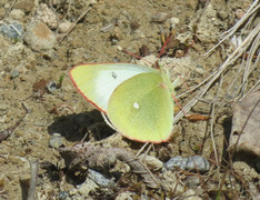 Moorland Clouded Yellow (Colias palaeno)