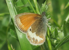 Pearly Heath (Coenonympha arcania)