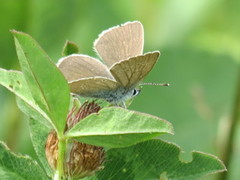 Small Blue (Cupido minimus)