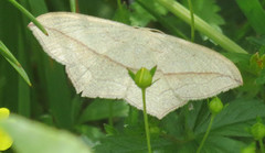 Grå syremåler (Timandra griseata)