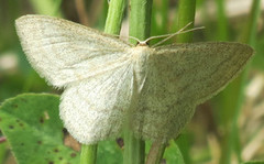 Blåbærurtemåler (Scopula ternata)