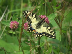 Svalestjert (Papilio machaon)