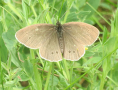 Ringlet (Aphantopus hyperantus)