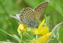 Argusblåvinge (Plebejus argus)