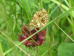Small Pearl-bordered Fritillary (Boloria selene)