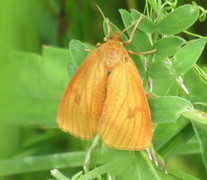 Clouded Buff (Diacrisia sannio)