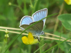 Sølvblåvinge (Polyommatus amandus)