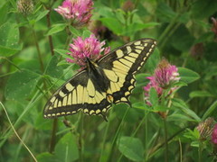 Svalestjert (Papilio machaon)