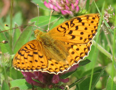 Dark Green Fritillary (Argynnis aglaja)
