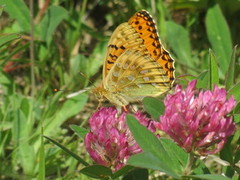 Dark Green Fritillary (Argynnis aglaja)
