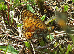 Pearl-bordered Fritillary (Boloria euphrosyne)