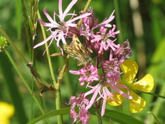 Northern Chequered Skipper (Carterocephalus silvicola)