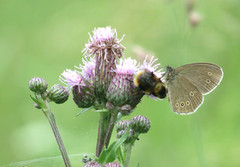 Ringlet (Aphantopus hyperantus)