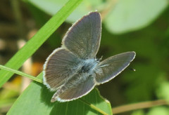 Small Blue (Cupido minimus)