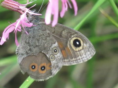 Klipperingvinge (Lasiommata maera)