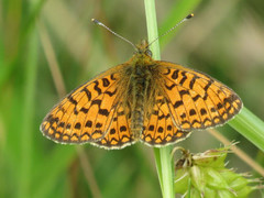 Small Pearl-bordered Fritillary (Boloria selene)