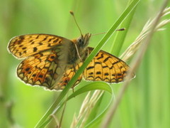 Small Pearl-bordered Fritillary (Boloria selene)