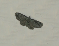 Green Pug (Pasiphila rectangulata)