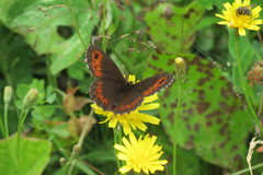 Fløyelsringvinge (Erebia ligea)