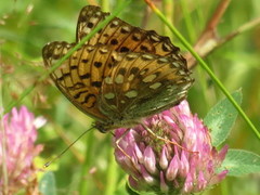 Dark Green Fritillary (Argynnis aglaja)