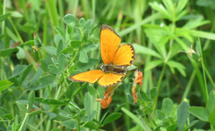 Oransjegullvinge (Lycaena virgaureae)