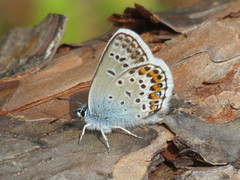 Silver-studded Blue (Plebejus argus)