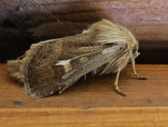 Antler Moth (Cerapteryx graminis)
