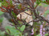 Blåbærmåler (Eulithis populata)