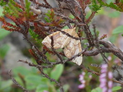 Blåbærmåler (Eulithis populata)