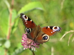 Dagpåfugløye (Aglais io)