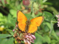 Oransjegullvinge (Lycaena virgaureae)