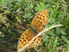 High Brown Fritillary (Argynnis adippe)