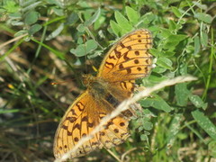 Adippeperlemorvinge (Argynnis adippe)