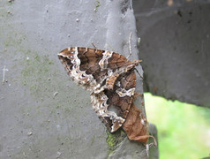 The Phoenix (Eulithis prunata)
