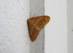 Scarce Umber (Agriopis aurantiaria)