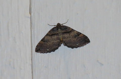 Shoulder-stripe (Anticlea badiata)