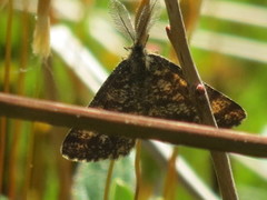 Lyngmåler (Ematurga atomaria)