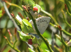 Vårblåvinge (Celastrina argiolus)