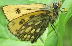 Northern Chequered Skipper (Carterocephalus silvicola)