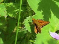 Large Skipper (Ochlodes sylvanus)