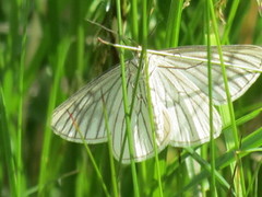 Black-veined Moth (Siona lineata)