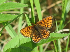 Heath Fritillary (Melitaea athalia)