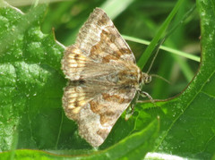 Brunt slåttefly (Euclidia glyphica)